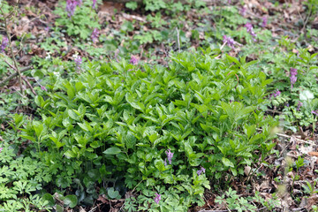 Mercurialis perennis, commonly known as dog's mercury, is a poisonous woodland plant.