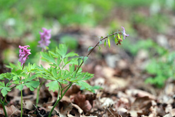 Corydalis blooms in spring in the wild in the forest