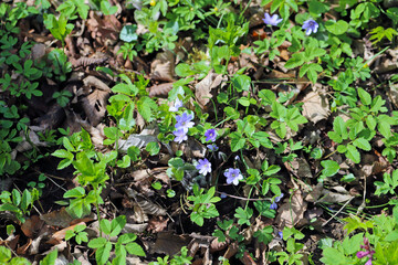 Hepatica flowers that bloom in early spring