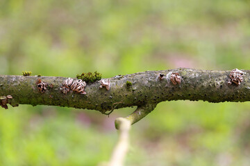 The Spring Hazelcup (Encoelia furfuracea) - inedible