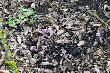 Grow toothwort in natural habitat on spring, Lathraea squamaria.