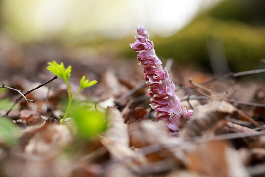 Grow toothwort in natural habitat on spring, Lathraea squamaria.