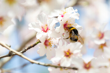 Bumblebee perched on the pistil and stamens of the white flower of the almond tree in El Retiro...