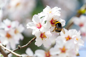 Bumblebee perched on the pistil and stamens of the white flower of the almond tree in El Retiro park in Madrid, Spain. Europe. Horizontal photography. World Bee Day, May 20, 2023. Spring Time 2023. - Powered by Adobe