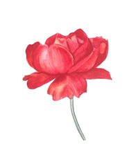 A red rose bud . Watercolor illustration.