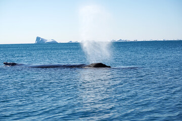 Fototapeta premium iceberg in polar regions