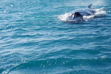 Fototapeta premium iceberg in polar regions