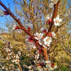 Blossom in spring