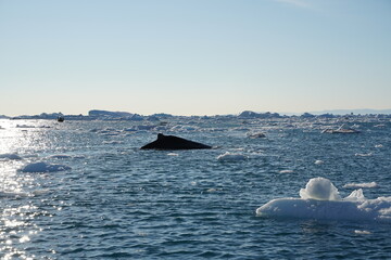 Naklejka premium iceberg in polar regions