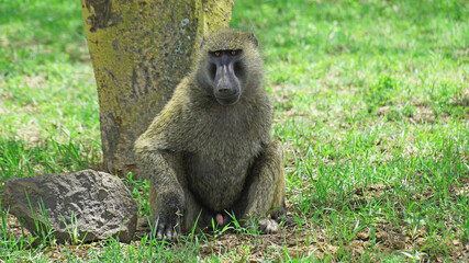 A baboon is resting in the middle of the African savannah on a hot day in Kenya.