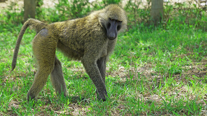 A baboon walks on a hot day in the African savannah in search of food
