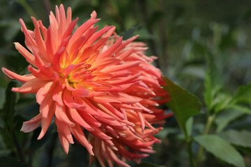 Coral flower Dahlia for background. Spring Garden with coral dahlia. Blooming dahlia flower in garden. Shallow depth of field. Big flowers of blossoming autumn orange chrysanthemum. Summer blossom.
