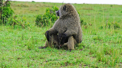 A baboon is resting in the middle of the African savannah on a hot day in Kenya.