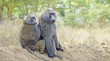 A pair of baboons resting in the middle of the African savannah on a hot day in Kenya.