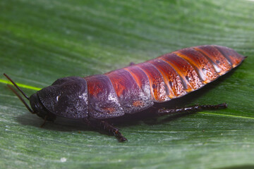 Madagascar cockroach big broun on green buckground . High quality photo