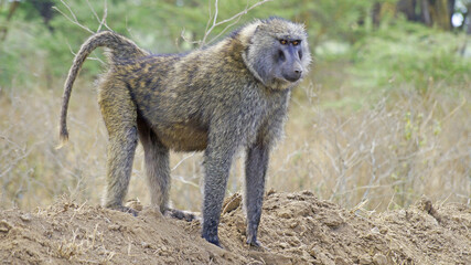 A baboon walks on a hot day in the African savannah in search of food
