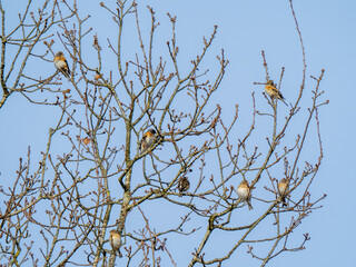 Flock of Brambling Perched in a Tree