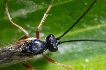  Green dizzy insects are on the leaves in nature. High quality photo