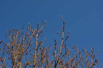 Dry tree branches against the blue sky. Beautiful background with copy space