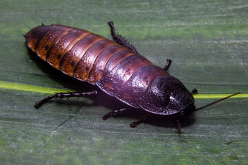 Madagascar cockroach big broun on green buckground . High quality photo