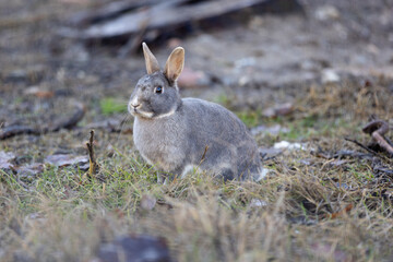 Small Grey Rabbit outside in the  Grass