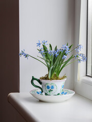 Blue scilla flowers planted in a tea cup on a white window sill