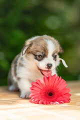 Funny cute little puppy of pembroke welsh corgi breed dog with tongue out lying outdoors near pink...