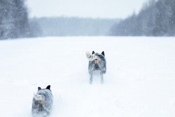 Back view of two australian cattle dogs or blue heelers running together on snow at winter nature. Blurred motion, selective focus