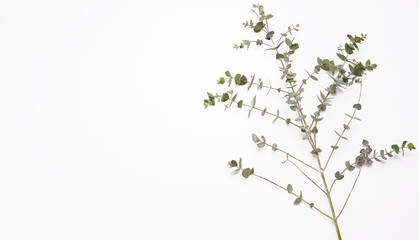 fresh eucalyptus branch with green leaves on a white background. View from above