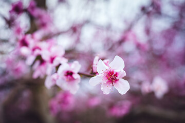 Peach trees full of pink flowers in the spring season.