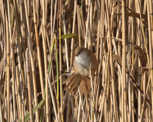 Female Bearded tit or Bearded reedling , Panurus biarmicus.