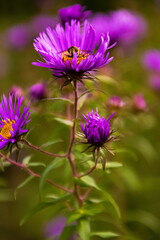 Obraz premium A bee at work