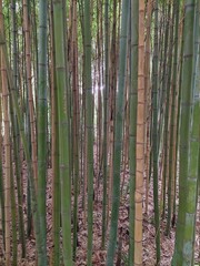 Бамбук