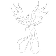 phoenix bird contour one line sketch vector