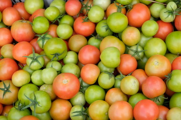 FU 2020-10-10 Feldtag 182 In der Kiste liegen rote und grüne Tomaten