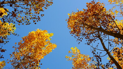 
autumn poplar tree