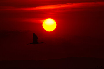 Pájaro y el atardecer 