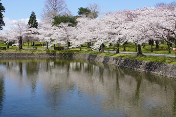 鶴岡公園の満開の桜