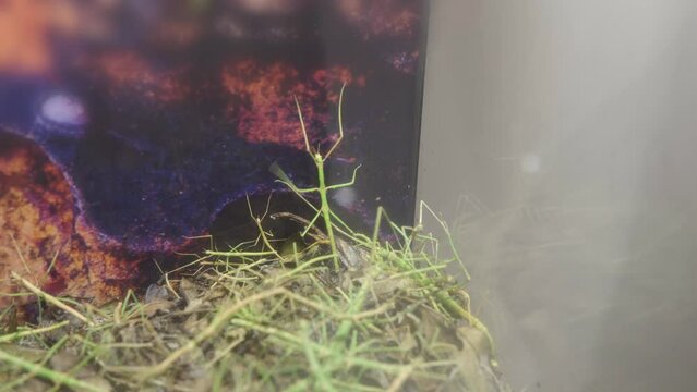 Annam Stick Insect - Baculum extradentatum in terrarium. 