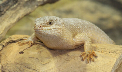 A Gidgee Skink laying on a log