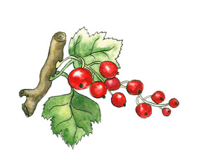 Watercolor sketch of the branch of red currant