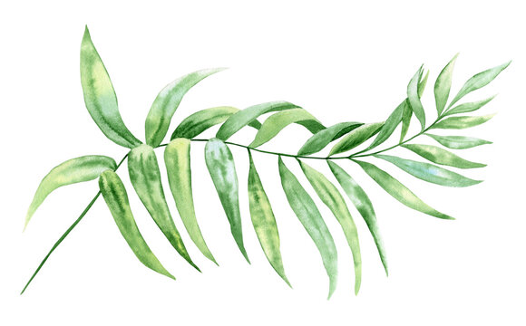 Watercolor chamaedorea palm branch with leaf. Botanical illustration of tropical green foliage on isolated background. Jungle vegetation for cards and wedding design.
