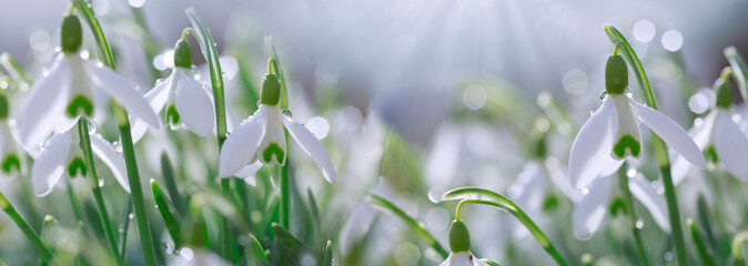Easter background with snowdrops on bokeh background in sunny spring garden - obrazy, fototapety, plakaty