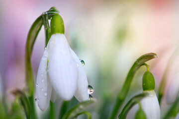 White snowdrops flower in sunny garden . Easter background.