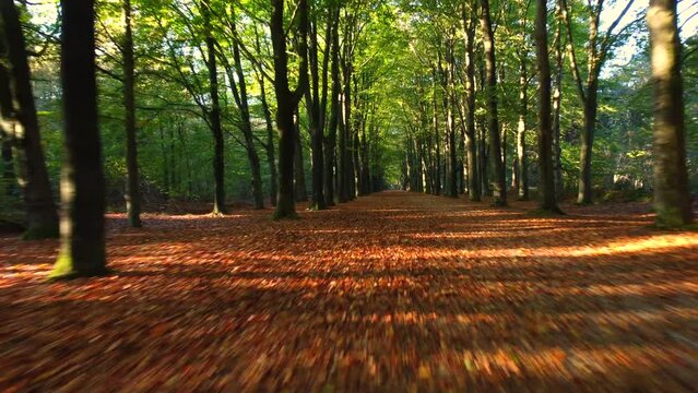 Path through a beech tree forest with brown leafs on the forest floor during autumn.