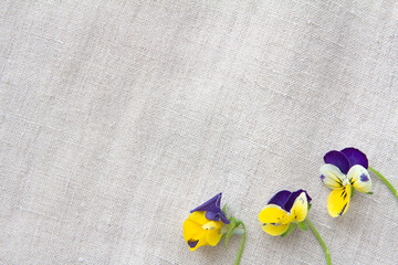 Obraz premium 黄色と紫のビオラの花の装飾フレームとグレーの布の背景とコピースペース