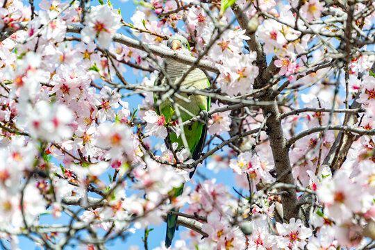 Monk parakeet perched on the branch of the almond tree full of white flowers while plucking some petals, in the El Retiro park in Madrid, Spain. Europe. Horizontal photography.