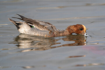 Young Eurasian Wigeon (Mareca penelope) swimming in the sea