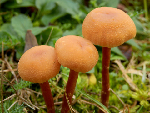 Close up of a trio of Laccaria laccata. Called The Deceiver as its cap colour changes with age and the weather
