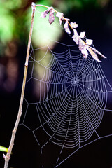 Spinnennetz